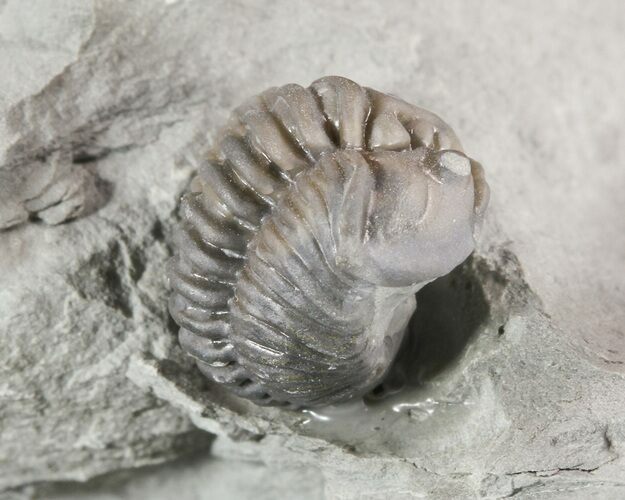 Enrolled Flexicalymene Trilobite - Ohio #47301